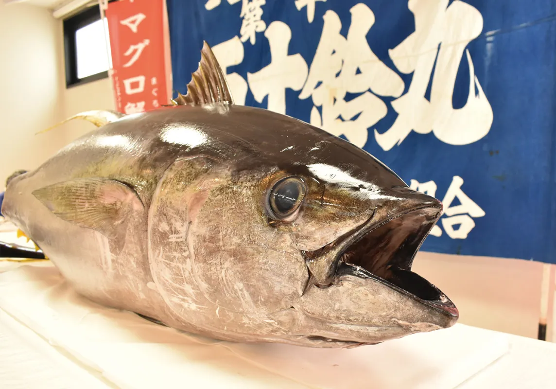 迫力満点！？マグロ解体ショーの写真