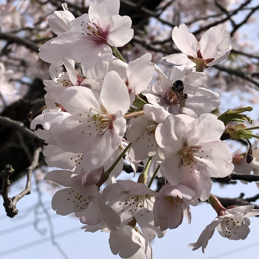 桜